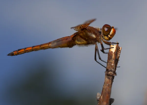 Hungry dragonfly with sky behind — Stock Photo, Image