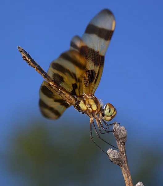 Eggs and dragonfly — Stock Photo, Image