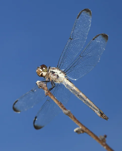 Große Libellenflügel — Stockfoto