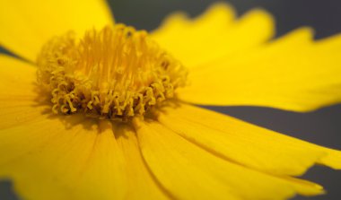 sarı çiçek çiçeklenme