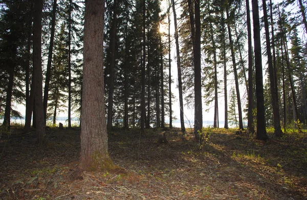 La luz de la mañana es un bosque — Foto de Stock