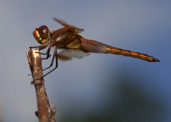 Comedor de insectos volador — Foto de Stock