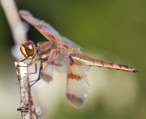 Dragonfly with gree background — Stock Photo, Image