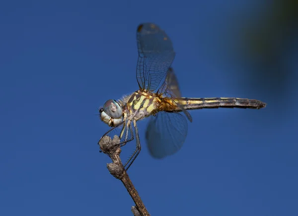 Huntiing dragonfly with blue background — Stock Photo, Image