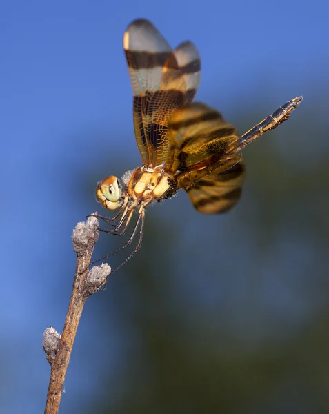 Libelle und Eier — Stockfoto