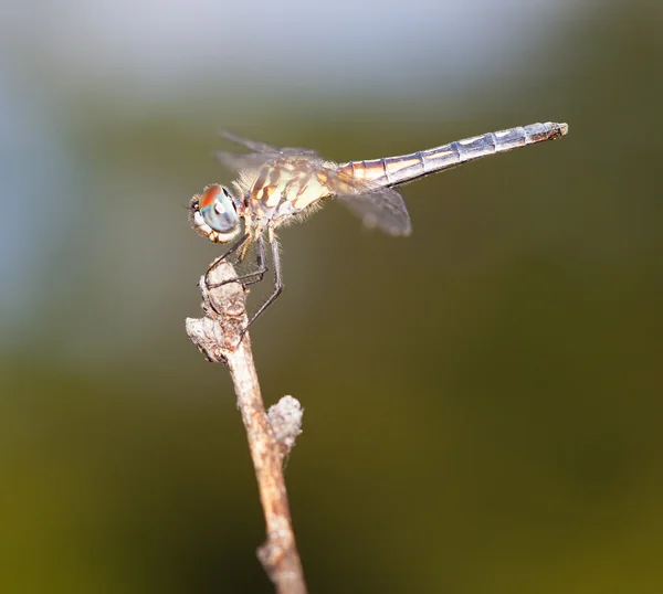 Lofty dragonfly perch — Stock Photo, Image