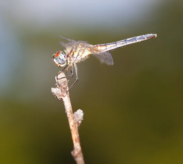 Lofty libélula perca —  Fotos de Stock