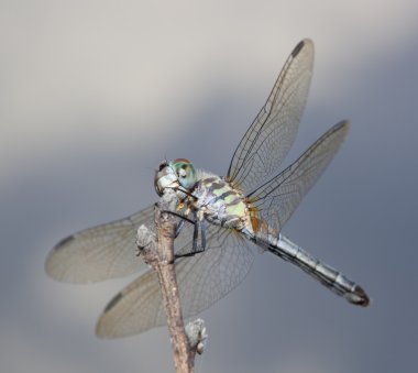 Sivrisinek yiyen bir sopa