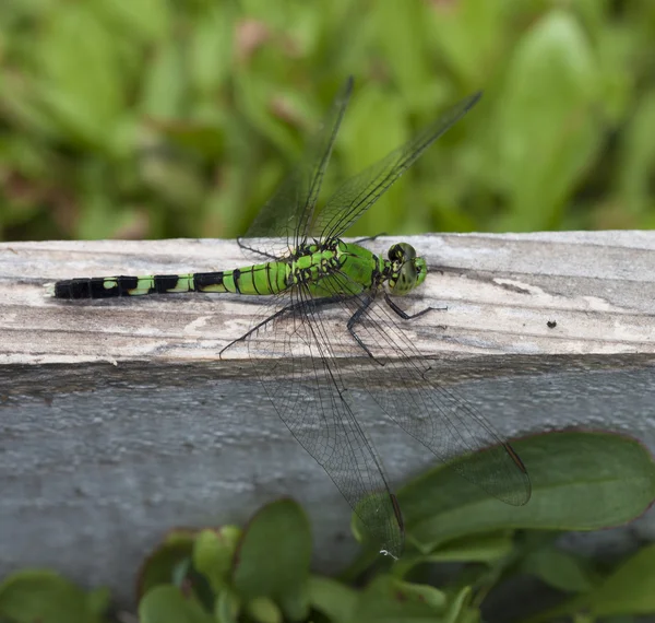 Resting dragonfly on wood — Stock Photo, Image