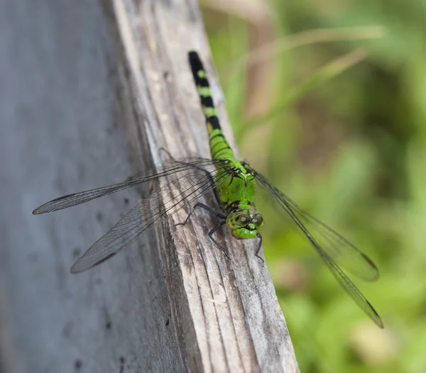Groene dragonfly op een bord — Stockfoto