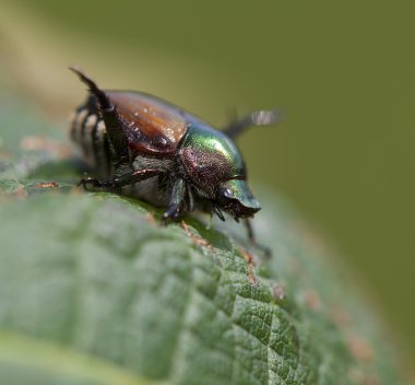Japon böceği üzerindeki yaprak