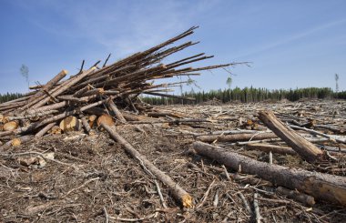 Kanada'da günlüğü