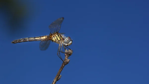 Libellule perchée sur une brindille — Photo