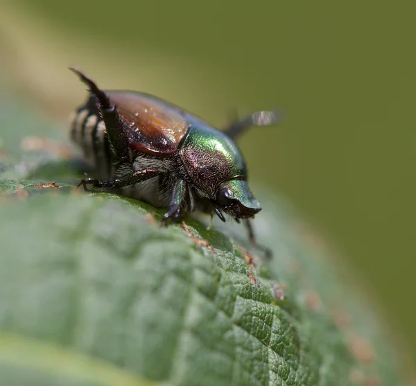 Japanese beetle on a leaf — Stock Photo, Image