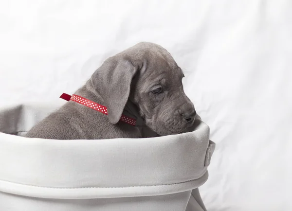 Puppy in een mand — Stockfoto