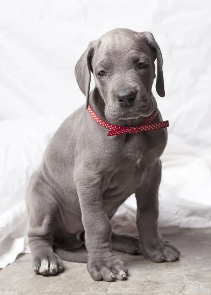 Great dane pup — Stockfoto