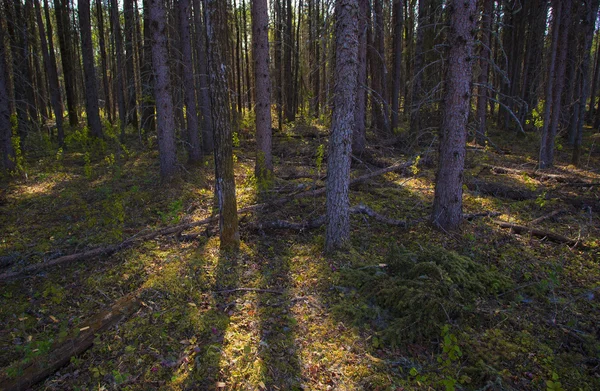 Luz de la mañana en un bosque — Foto de Stock