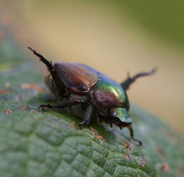Japon beetleon bir yaprak