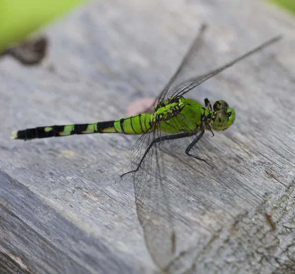 Patiënt dragonfly op hout — Stockfoto