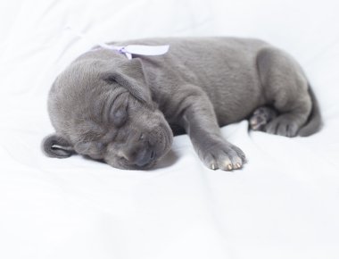 Danua köpek yavrusu nap
