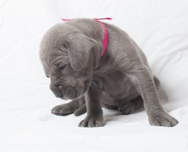 Bir kişiyi kaybetmiş büyük Dane