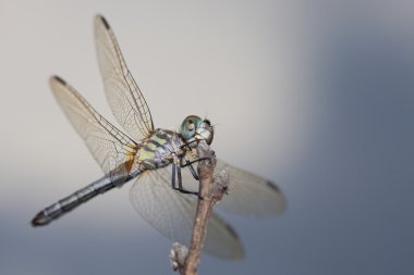 Bulutların arkasına ile hasta yusufçuk