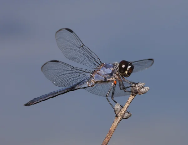 Almost purple dragonfly — Stock Photo, Image