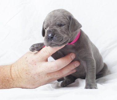 Büyük Dane için yardım eli