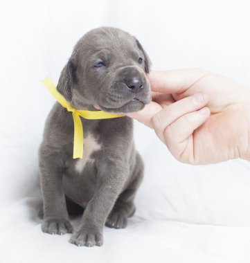 Danua kaşıntı memnun