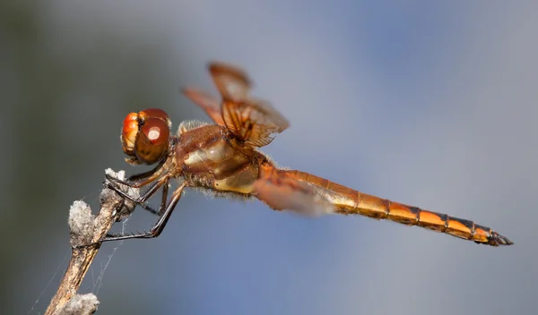 Dragonfly with open mouth — Stock Photo, Image