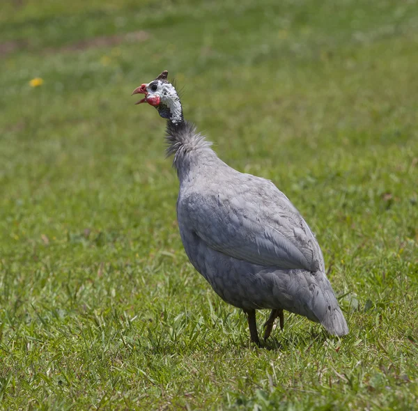 Uccello solitario sull'erba — Foto Stock