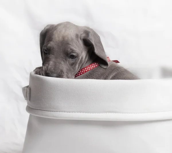 Verlegen pup in een witte mand — Stockfoto