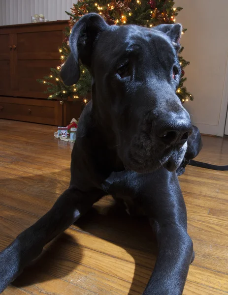 Great Dane guarding a Christmas tree