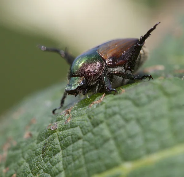 Japanese beetle on a leaf — Stock Photo, Image