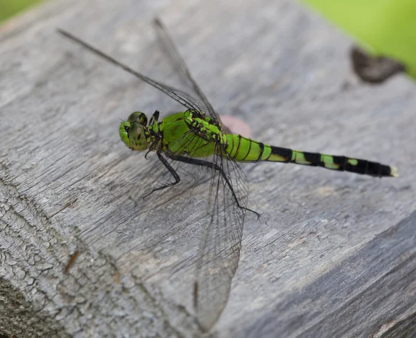 Zelená dragoinfly na dřevo — Stock fotografie