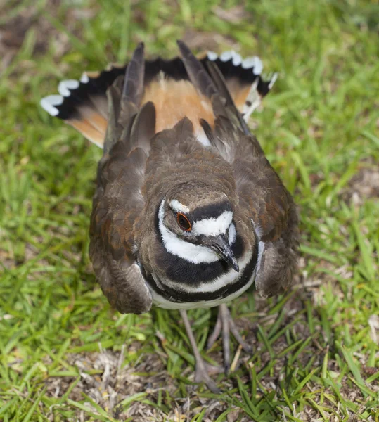 Killdeer bewaken van een nest — Stockfoto