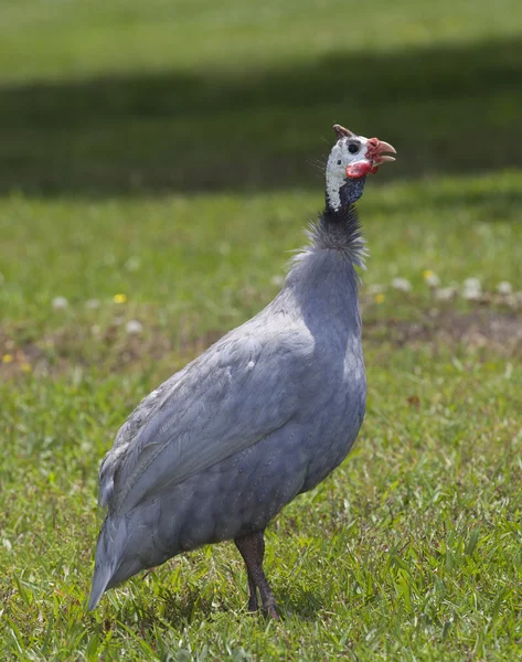 Uccello in piedi alto — Foto Stock