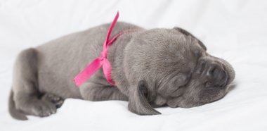 Uyuyan Danua köpek yavrusu