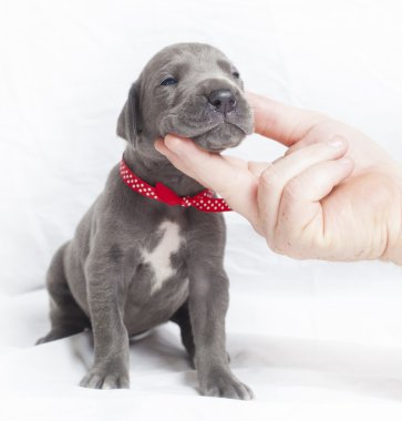 bir gülümseme zorlamadan