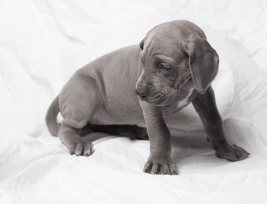 Endişeli Danua köpek yavrusu