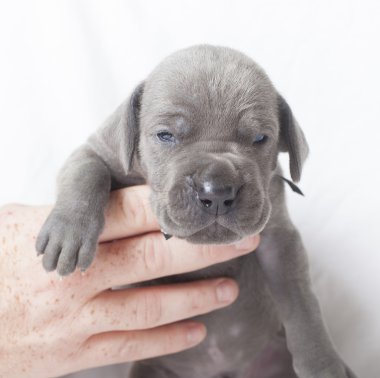 Deli Danua köpek yavrusu