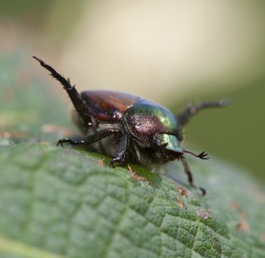 Bir yaprak yeme Bahçe Bitkileri koruma araçlar