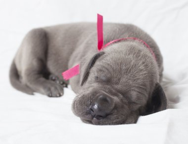 Küçük Danua köpek yavrusu