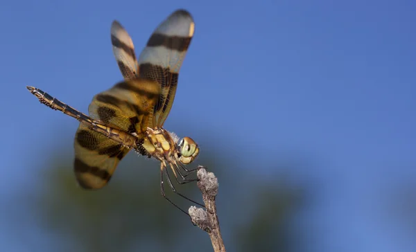 Dragonfly met sky achter — Stockfoto