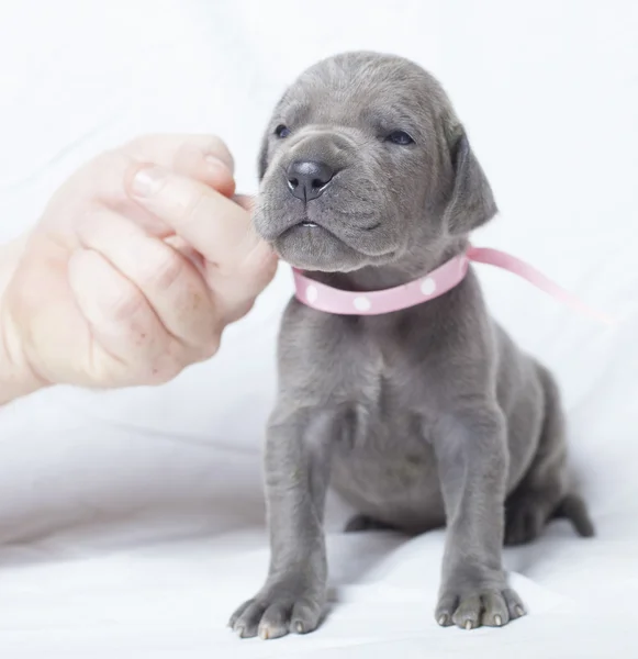 Grote Dand van de jonge pup — Stockfoto