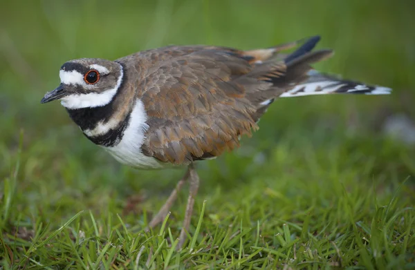 Killdeer nesten guard — Stockfoto