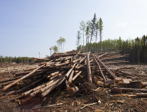 La tala en un bosque de Canadá —  Fotos de Stock