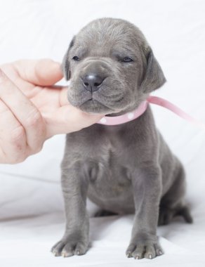 Yeni Danua köpek yavrusu