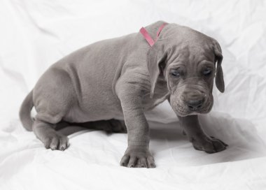 Utangaç Danua köpek yavrusu