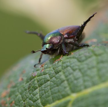 Japon böceği duygu etrafında
